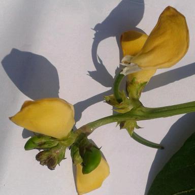 Blackeyed pea: Botanical name - Vigna unguiculata Common name – Cowpea Provides source of proteins and calories, as well as minerals and vitamins; Exhibits antioxidative prope