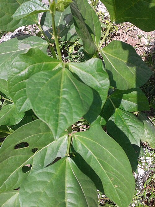 Blackeyed pea: Botanical name - Vigna unguiculata Common name – Cowpea Provides source of proteins and calories, as well as minerals and vitamins; Exhibits antioxidative prope