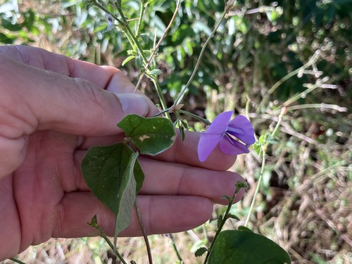 Blackeyed pea (Vigna unguiculata)