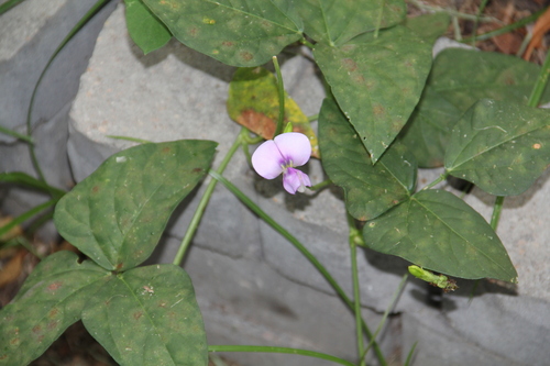 Blackeyed pea (Vigna unguiculata)
