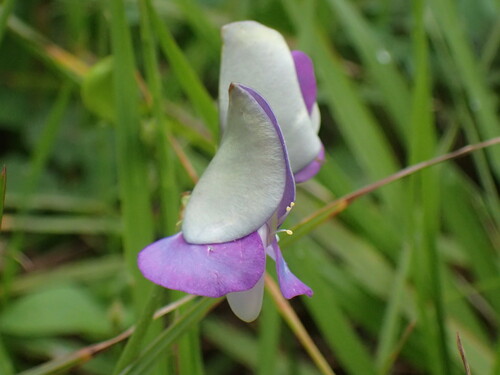 Blackeyed pea (Vigna unguiculata)