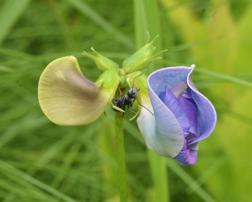 Blackeyed pea (Vigna unguiculata)