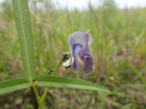 Blackeyed pea (Vigna unguiculata)