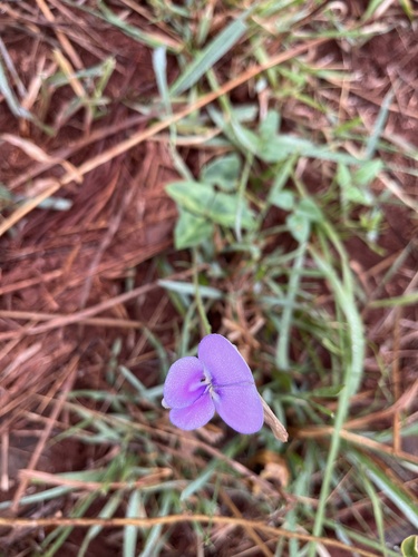 Blackeyed pea (Vigna unguiculata)