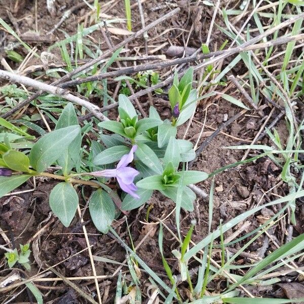 Herbaceous periwinkle (Vinca herbacea)