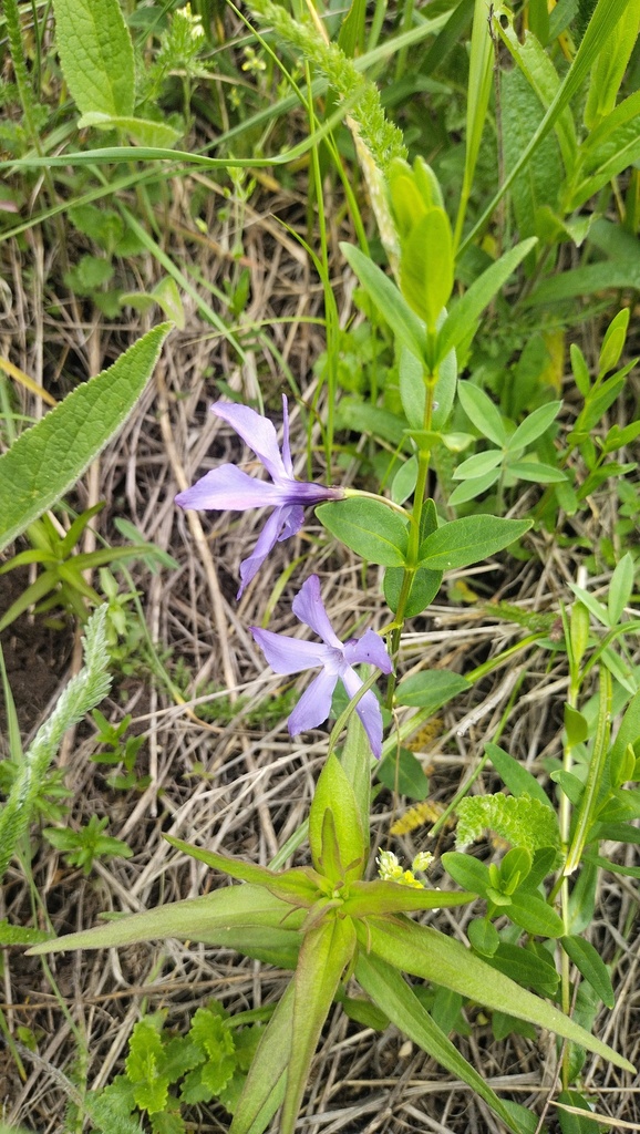 Herbaceous periwinkle (Vinca herbacea)