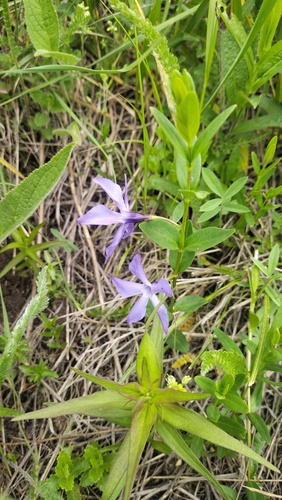 Herbaceous periwinkle (Vinca herbacea)