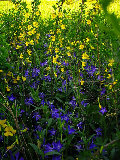 Herbaceous periwinkle: Карагана кущова та Барвінок трав'янистий у заказнику «Альошкина балка»