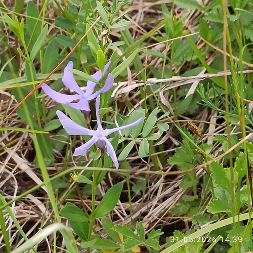 Herbaceous periwinkle (Vinca herbacea)