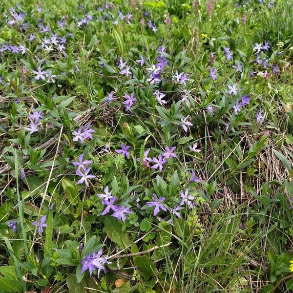 Herbaceous periwinkle (Vinca herbacea)