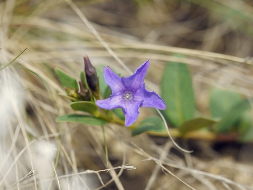 Herbaceous periwinkle (Vinca herbacea)