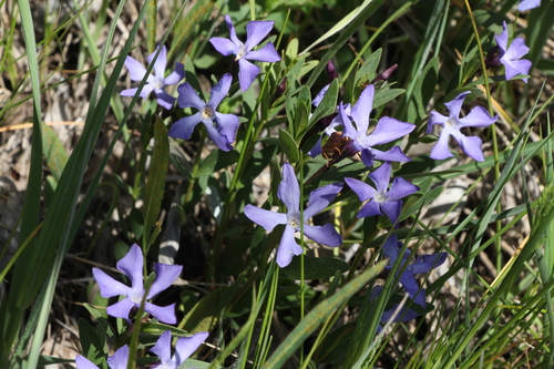 Herbaceous periwinkle (Vinca herbacea)