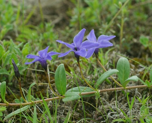 Herbaceous periwinkle (Vinca herbacea)