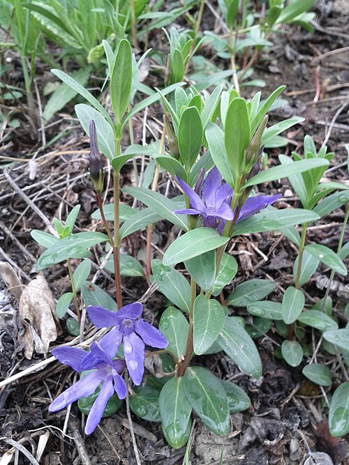 Herbaceous periwinkle: Habitus Taxonym: Vinca herbacea ss Fischer et al. EfÖLS 2008 ISBN 978-3-85474-187-9 Location: west slope of Bisamberg, district Korneuburg, Lower Austria - ca.