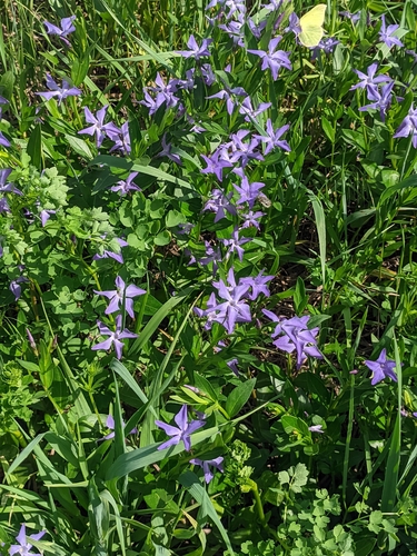 Herbaceous periwinkle (Vinca herbacea)