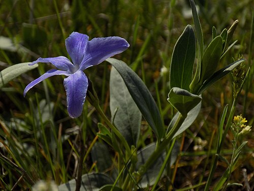 Herbaceous periwinkle: Herbaceous periwinkle (Vinca herbacea Waldst. & Kit) at Aliaudy peninsula in Mykolaiv city, the smallest of the periwinkles. Quite numerous on the slopes of the