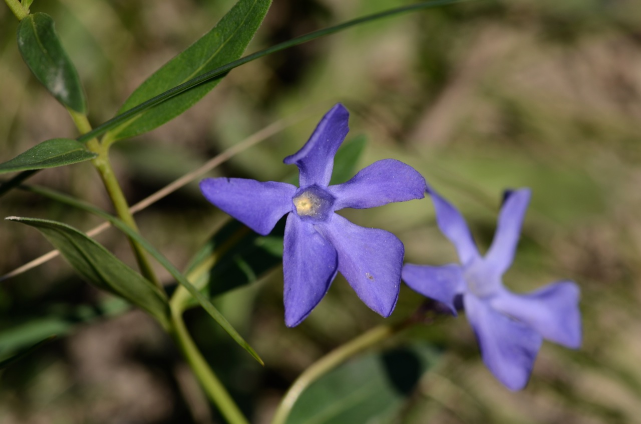Herbaceous periwinkle: ≠ Vinca minor / Kleines Immergrün Natura 2000 Bisamberg / Austria