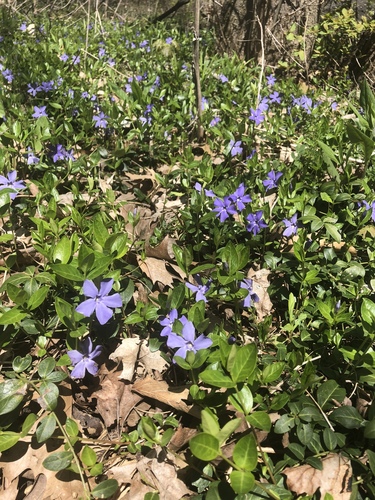 Lesser periwinkle (Vinca minor)
