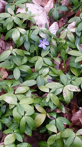 Lesser periwinkle (Vinca minor)