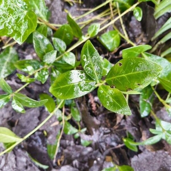 Lesser periwinkle (Vinca minor)