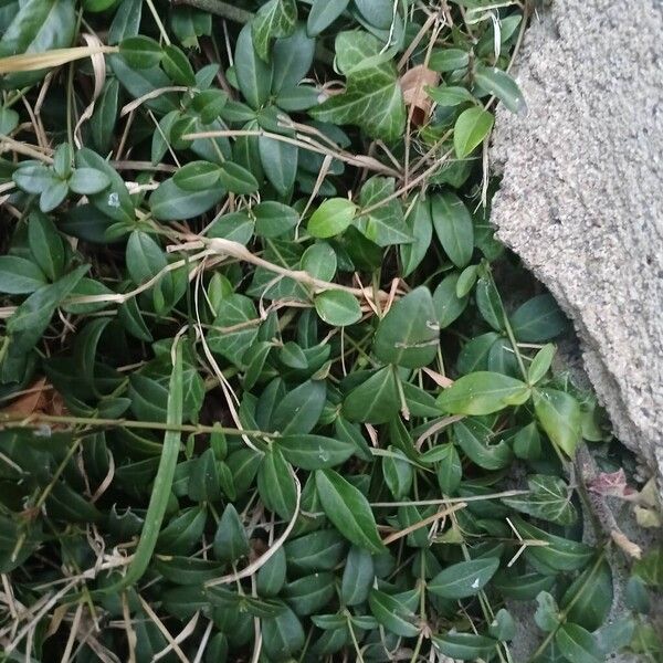 Lesser periwinkle (Vinca minor)