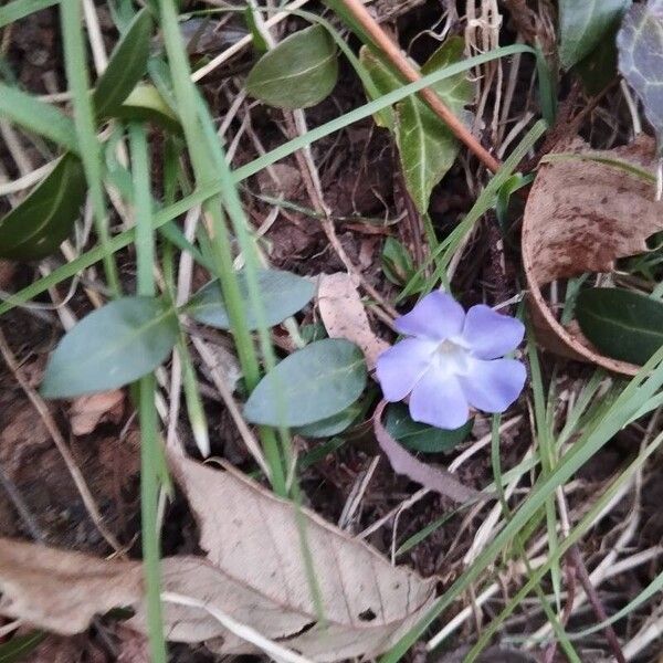 Lesser periwinkle (Vinca minor)