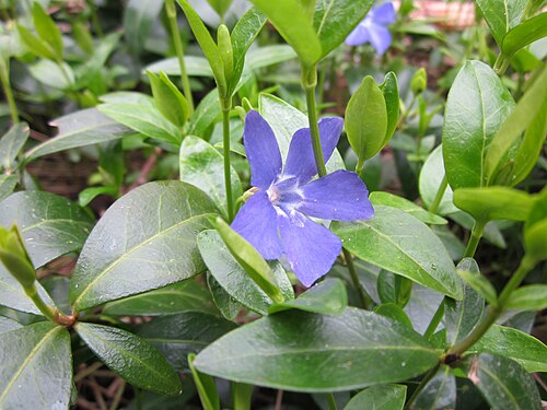 Lesser periwinkle: Kleines Immergrün ( Vinca minor ) im Bürgerpark Saarbrücken