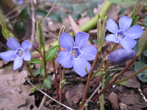 Lesser periwinkle: Kleines Immergrün ( Vinca minor ) an der Heinrich-Böcking-Straße