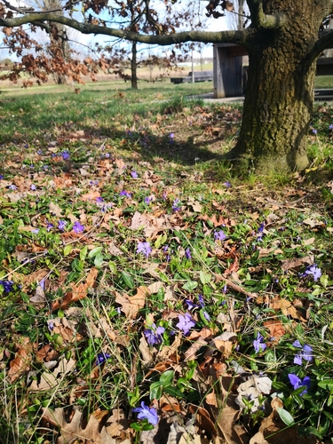 Lesser periwinkle
