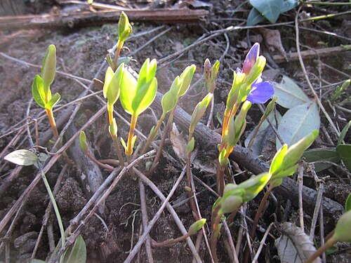 Lesser periwinkle: Kleines Immergrün ( Vinca minor ) an der Preussenstraße