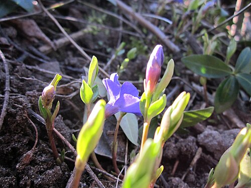 Lesser periwinkle: Kleines Immergrün ( Vinca minor ) an der Preussenstraße
