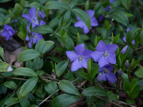 Lesser periwinkle (Vinca minor)