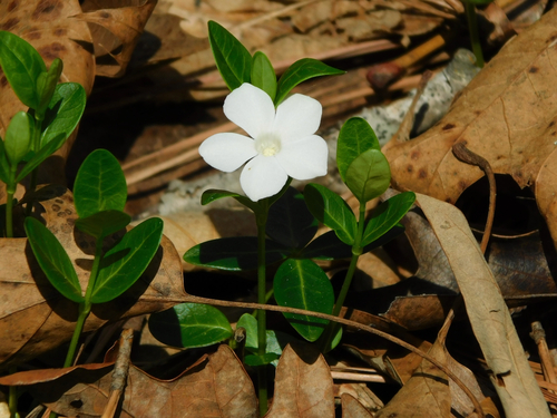 Lesser periwinkle (Vinca minor)