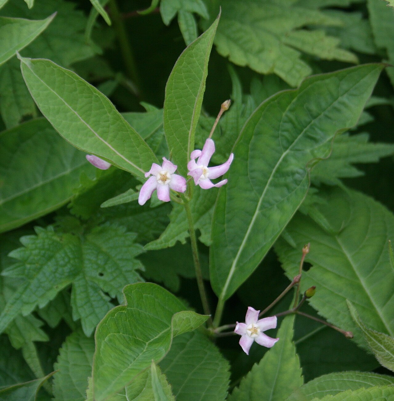 Vincetoxicum ascyrifolium: クサタチバナ 伊吹山 にて