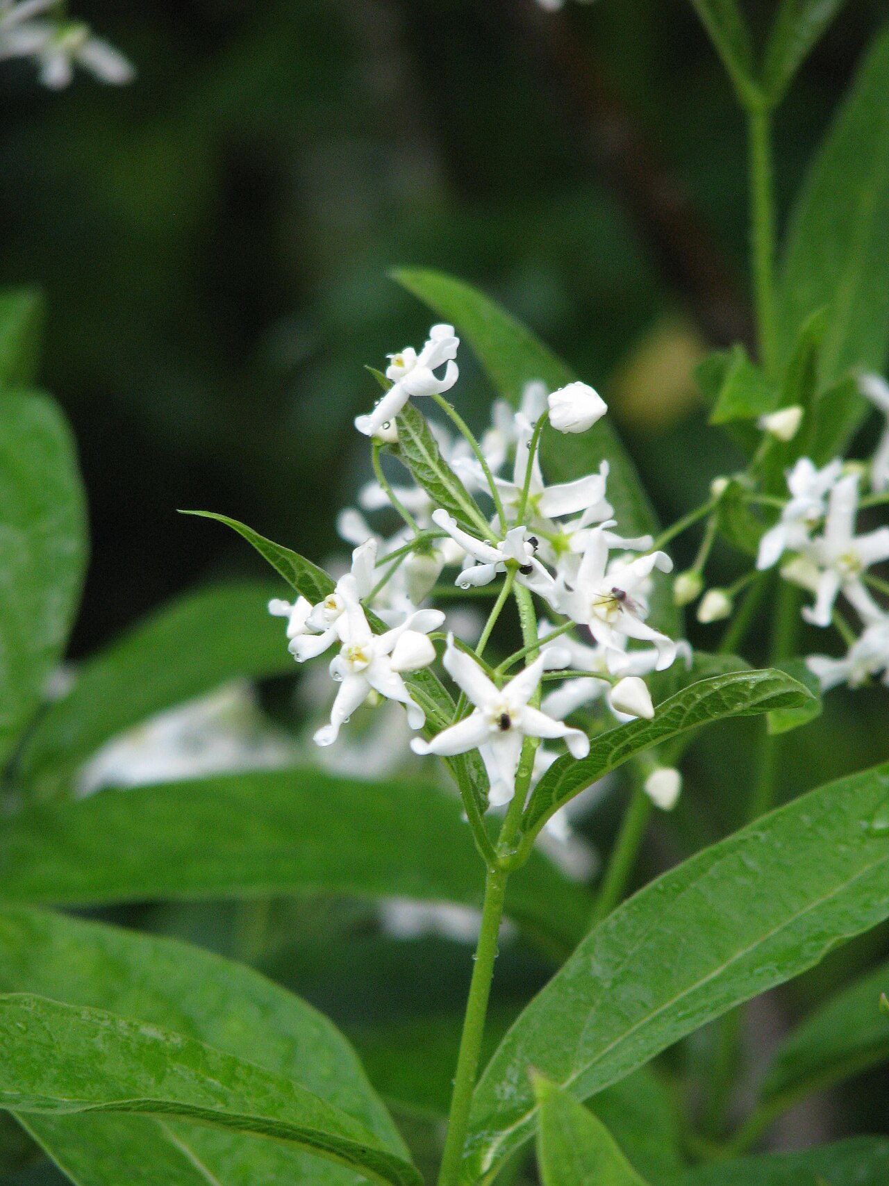 Vincetoxicum ascyrifolium: Cynanchum ascyrifolium