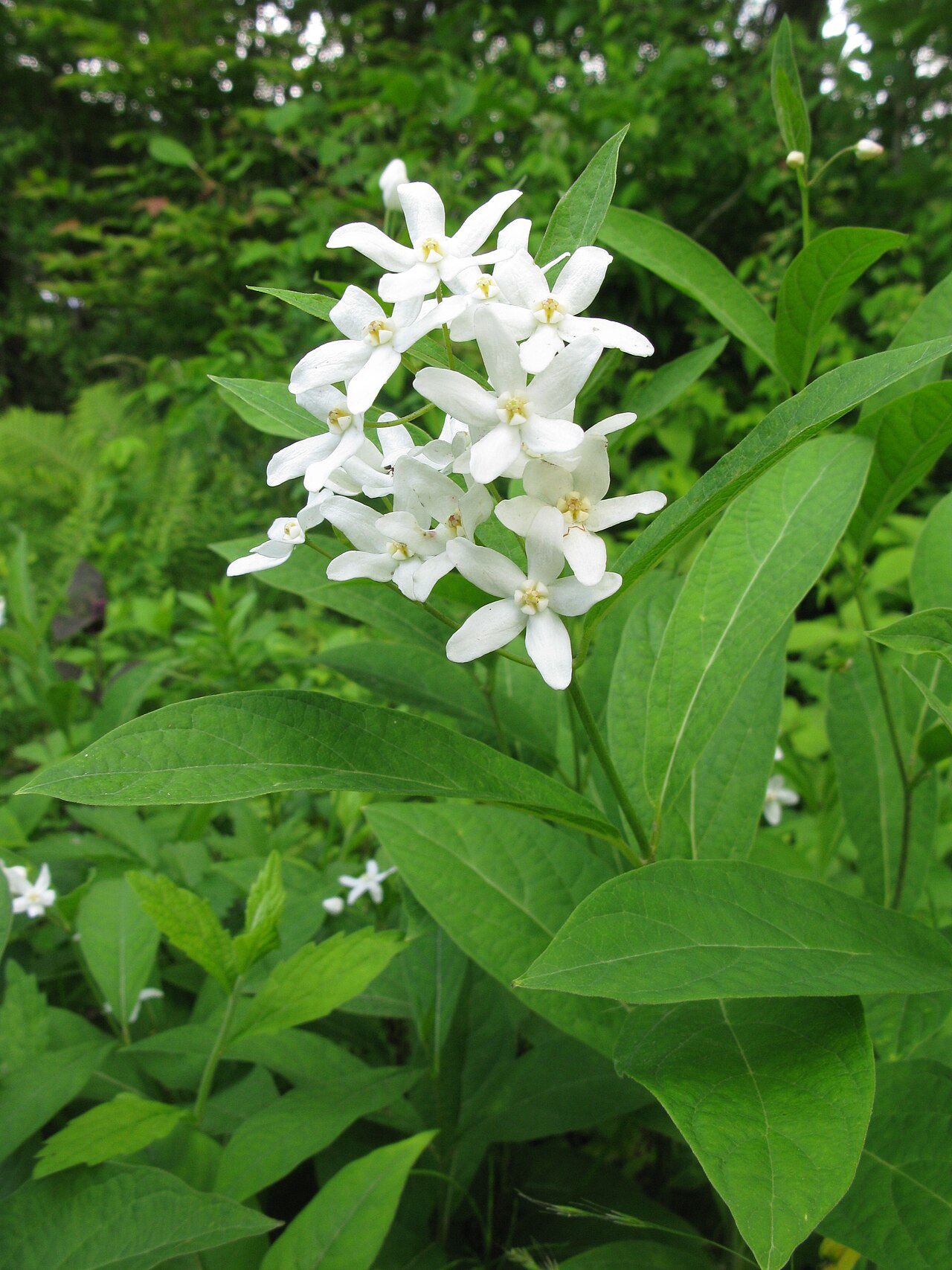 Vincetoxicum ascyrifolium: Vincetoxicum acuminatum — in the Hakone Botanical Garden of Wetlands , Kanagawa pref., Japan.