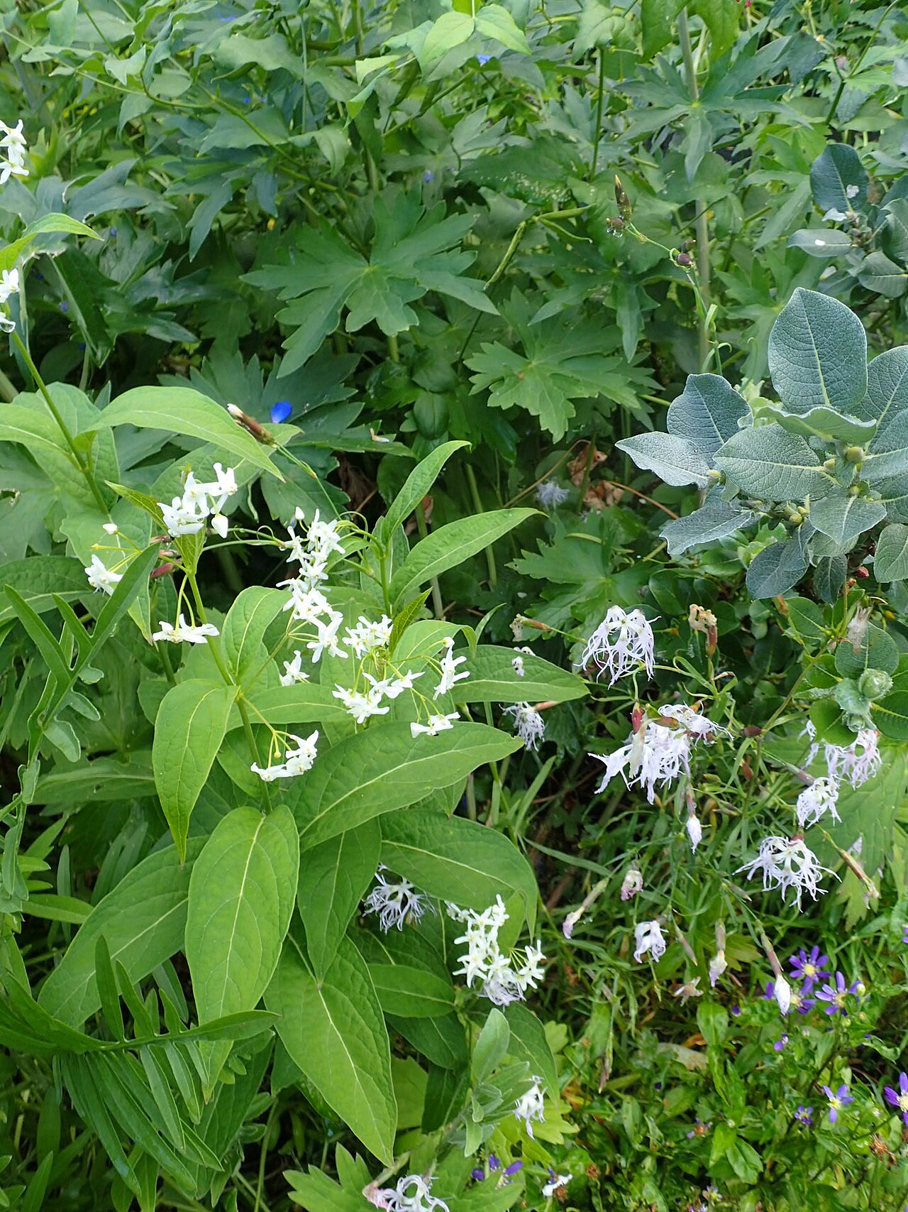 Vincetoxicum ascyrifolium: Cynanchum ascyrifolium