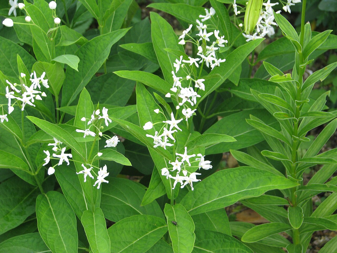 Vincetoxicum ascyrifolium: Cynanchum ascyrifolium