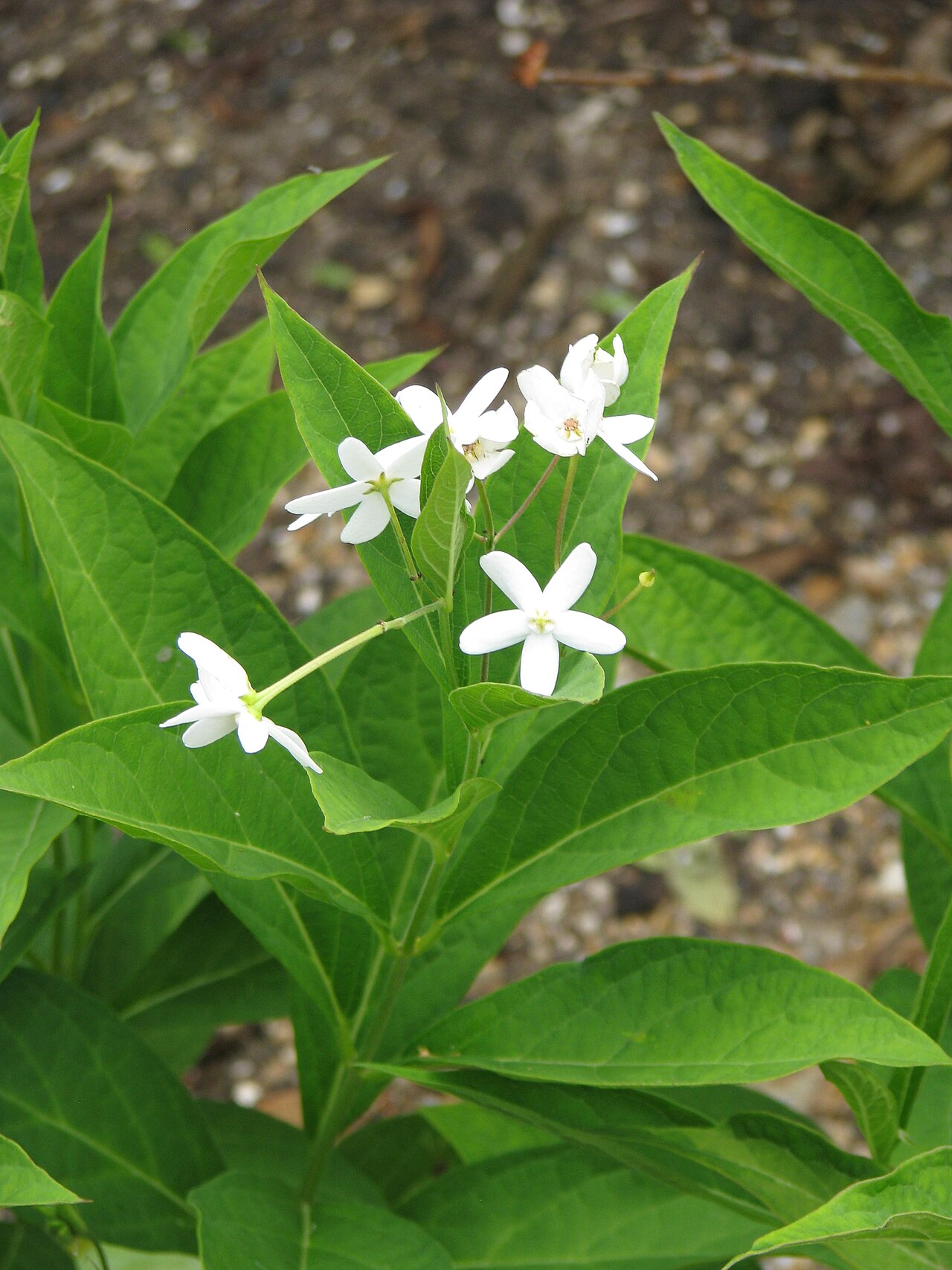 Vincetoxicum ascyrifolium: Cynanchum ascyrifolium