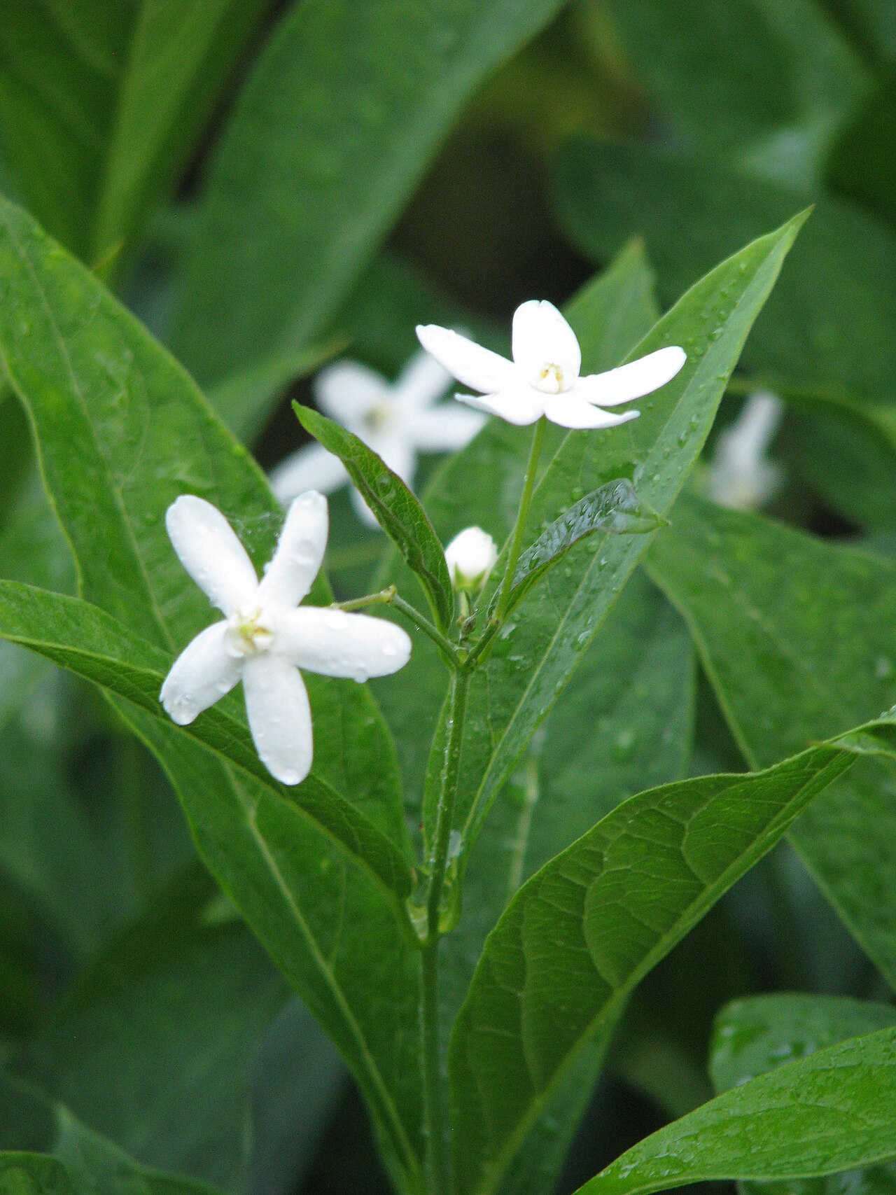 Vincetoxicum ascyrifolium: Cynanchum ascyrifolium