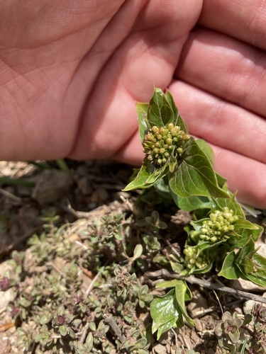 Common vincetoxicum (Vincetoxicum hirundinaria)