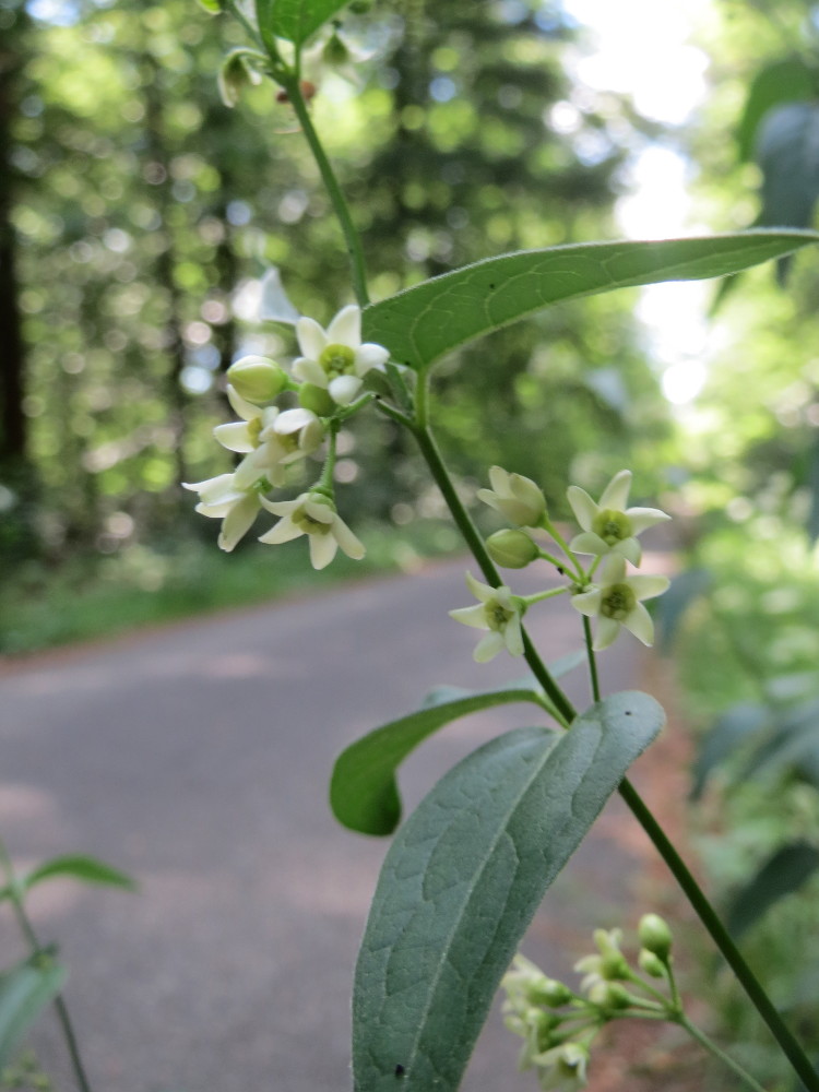 Common vincetoxicum: Schwalbenwurz ( Vincetoxicum hirundinaria ) in der Schwetzinger Hardt