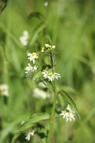 Common vincetoxicum (Vincetoxicum hirundinaria)