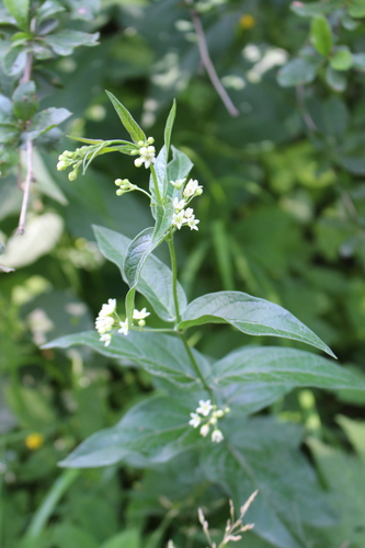 Common vincetoxicum (Vincetoxicum hirundinaria)