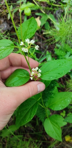 Common vincetoxicum (Vincetoxicum hirundinaria)
