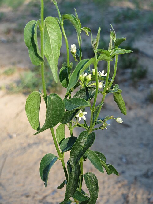 Common vincetoxicum: Schwalbenwurz ( Vincetoxicum hirundinaria ) in der Schwetzinger Hardt