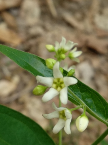 Common vincetoxicum (Vincetoxicum hirundinaria)