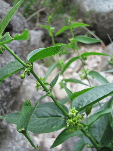 Common vincetoxicum (Vincetoxicum hirundinaria)