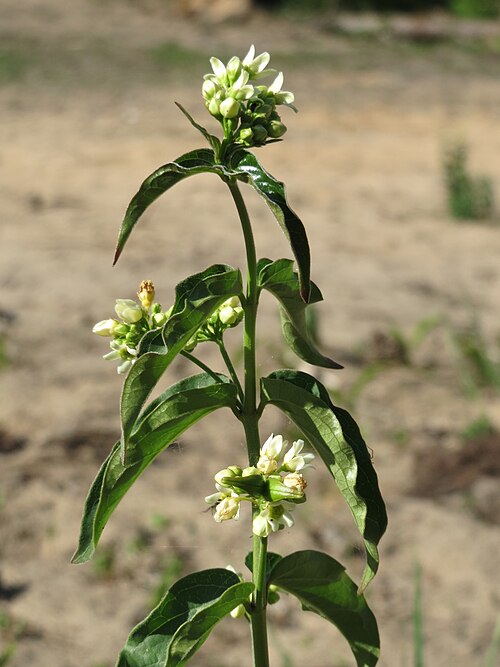 Common vincetoxicum: Schwalbenwurz ( Vincetoxicum hirundinaria ) auf dem Saupferchbuckel in der Schwetzinger Hardt