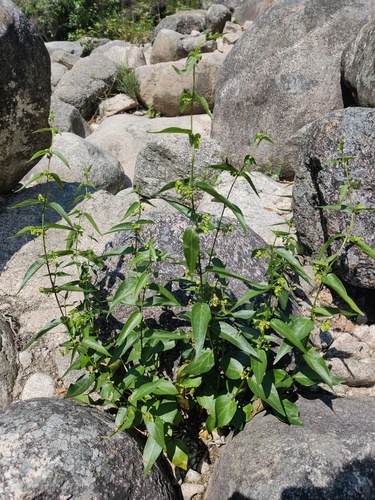 Common vincetoxicum